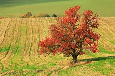 Cherry tree in full autumn colouring on harvested field