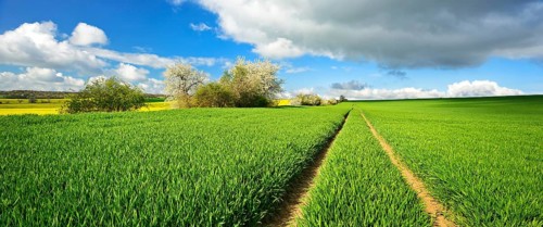 Cultural landscape in spring