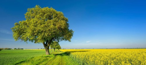 Cultural landscape in spring