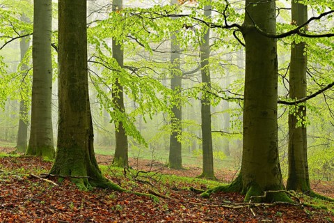Beech forest with fog in early spring