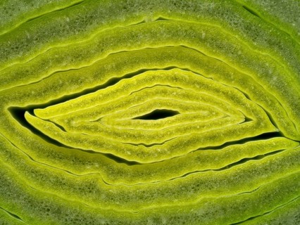Leeks