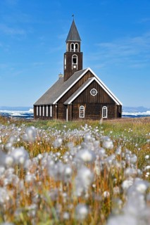 Cottongrass