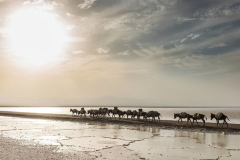 Donkey caravan loaded with rock salt plates on the way through a salt lake