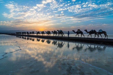 Camels loaded with rock salt slabs walk at sunset through a salt lake