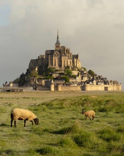 Sheep grazing in a meadow in front of Le Mont-Saint-Michel