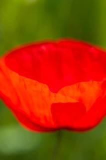 Flowering red poppy