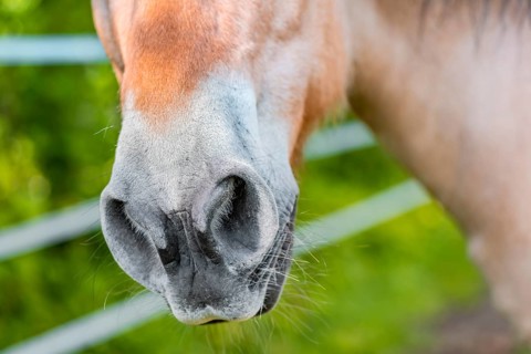 Nostrils of a light brown horse