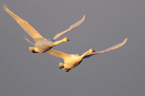 Two flying Whooper swans