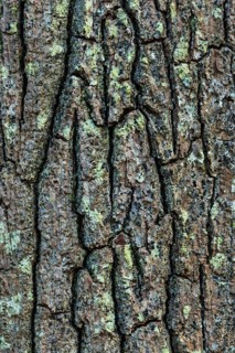Bark of a Oak