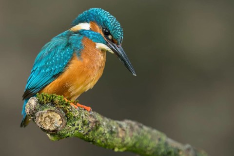 Common kingfisher