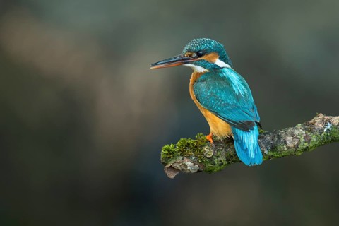 Common kingfisher
