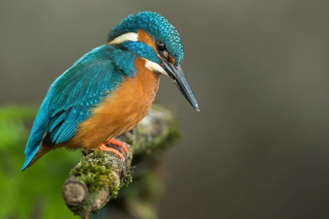 Common kingfisher