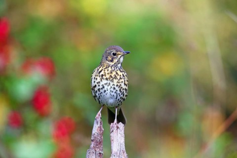 Song thrush