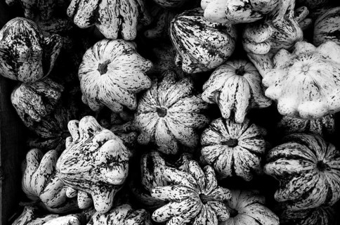Patisson Pumpkin