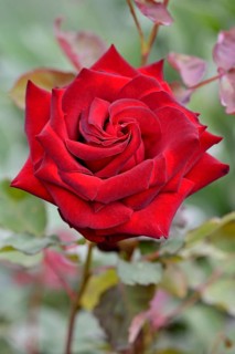 Edelrose