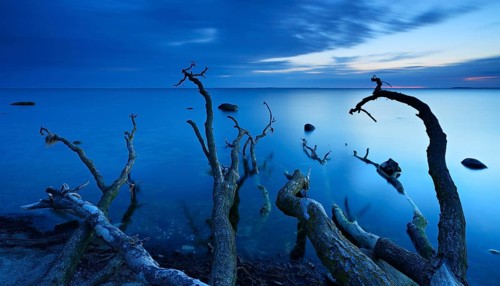 Tree trunks on the beach after sunset