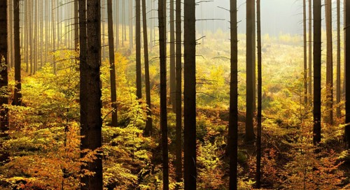Spruce forest with clear cutting and beginning rejuvenation by beech trees in autumn