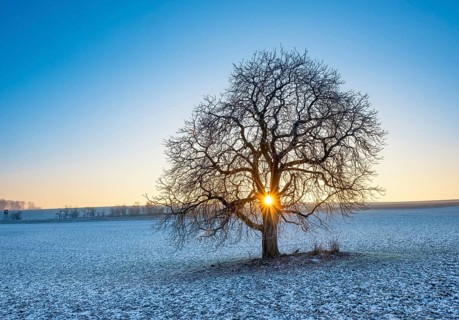 Sun shines through solitary horse chestnut Aesculus on field with little snow in winter