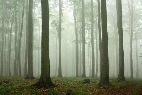 Beech forest