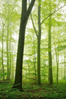 Beech forest with fog in early autumn