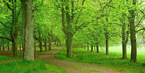Chestnut alley in spring