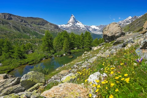 Alpine meadow of blossoming yellow flowers at the Grindjisee