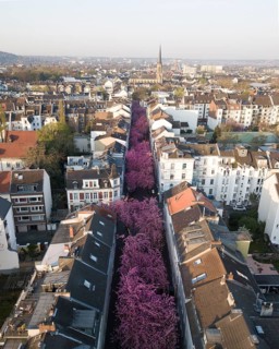Flowering cherry trees in Heerstrasse
