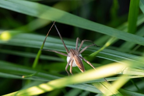 Running spider