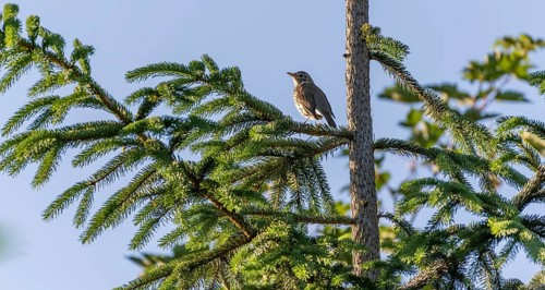 Song thrush