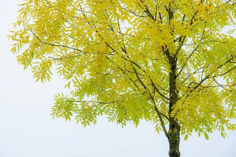 Pecantree