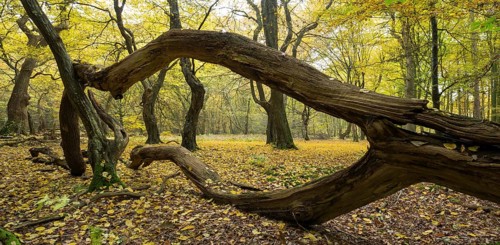 Intertwined trunks of old trees and deadwood
