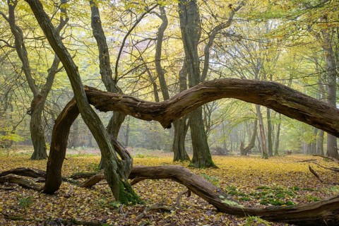 Autumn in the jungle Baumweg