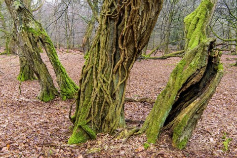 Old mossy tree trunks
