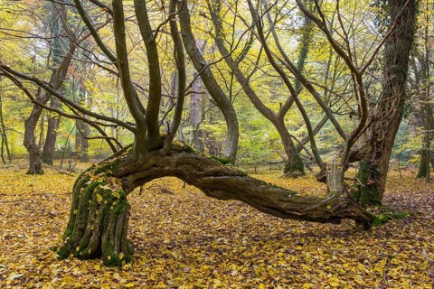 Overgrown tree trunk