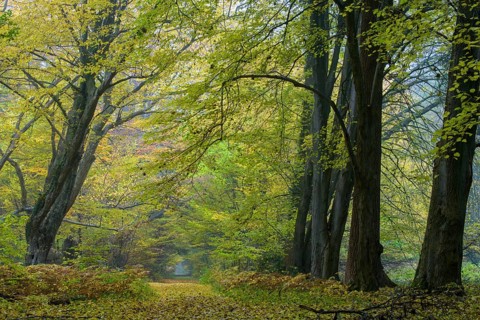 Autumn in the jungle Baumweg