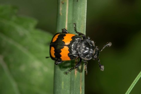 Nicrophorus vespilloides