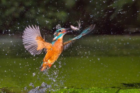 Busted Common kingfisher
