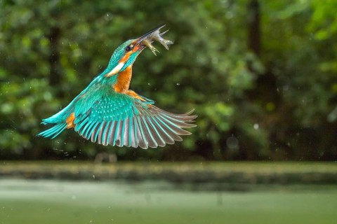Busted Common kingfisher