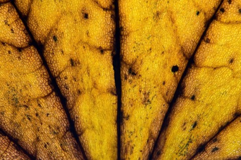 Structure of a yellowish