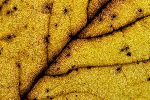 Structure of a yellowish