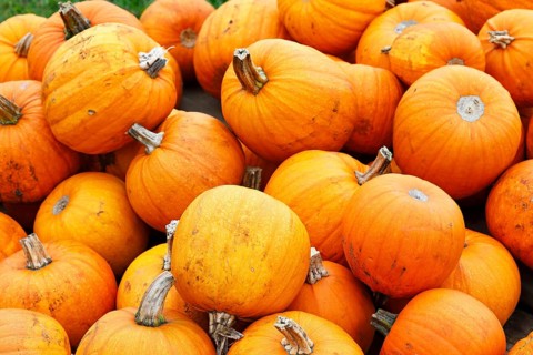 Pumpkins Halloween