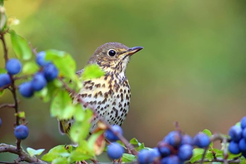 Song thrush