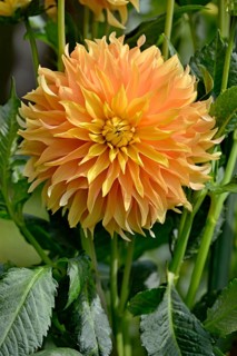 SemicactusDahlia