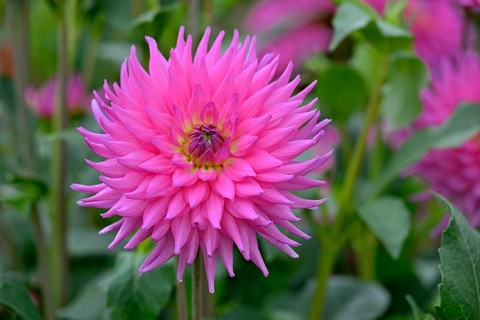 Decorative Dahlia