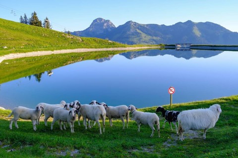 Sheep at the Walleralm reservoir