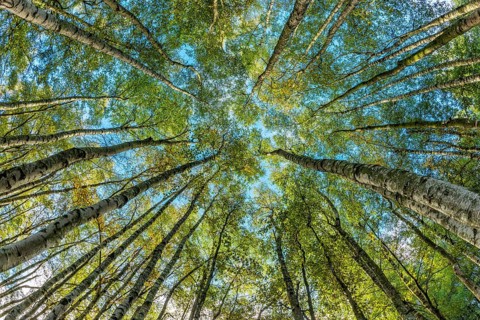 Birch forest