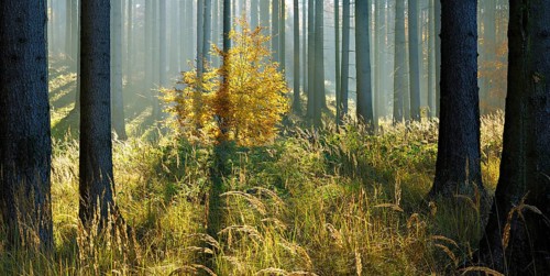Sunny spruce forest in autumn