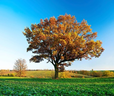 Solitary oak on field with rape Winter sowing in autumn