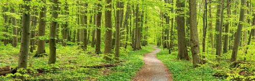Hiking trail winds through semi-natural beech forest in spring