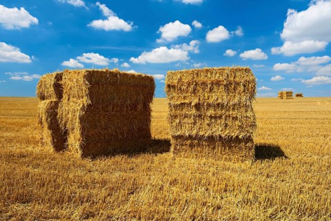 Endless stubble field with bales of straw